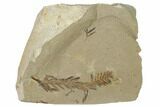 Dawn Redwood (Metasequoia) Fossils - Montana #165250-1